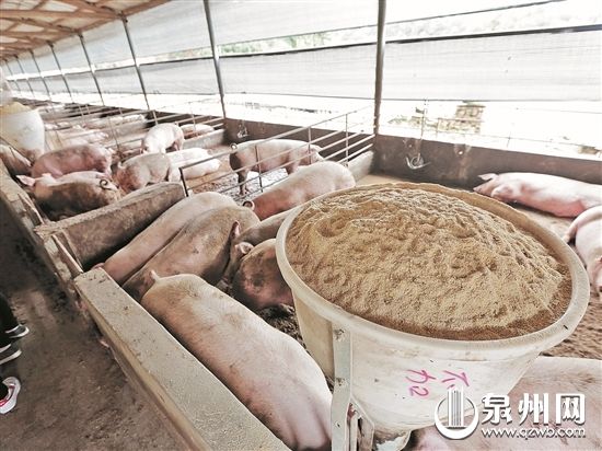 “干式無臭零排放健康養殖”利用木屑鋪地吸收豬的排泄物,既除臭又可節約大量水。