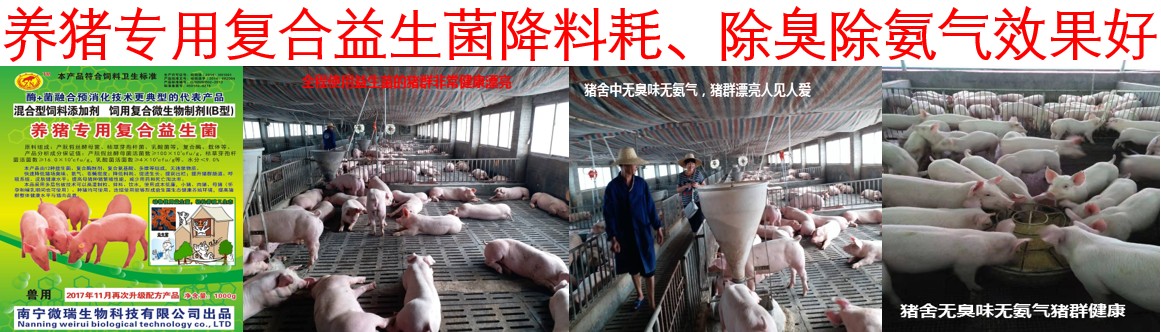 養豬專用復合益生菌對降低料耗、氨氣臭味效果好