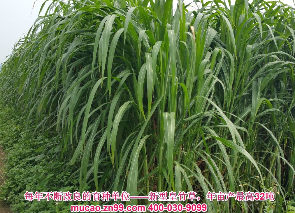 產量超高的牧草品種——新型皇竹草，熱研4號王草，產量超高的牧草品種，已經暫停推廣