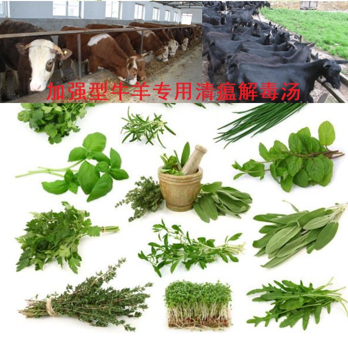 加強型牛羊專用清瘟解毒湯，16味原生中草藥公開組方，牛羊養殖場常備無憂