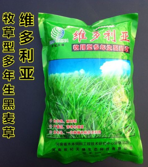 維多利亞多年生黑麥草---優質飼草、公園、庭園及小型綠地、高速護坡、河道護坡牧草