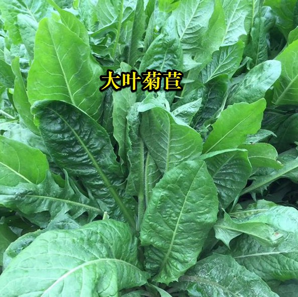 大葉菊苣----高蛋白質含量，防畜禽拉稀、止瀉飼草
