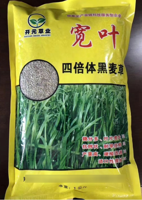 寬葉一年生四倍體黑麥草--耐低溫生長，秋冬非常優質的牧草