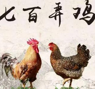 七百弄雞——一吃難忘的優質肉雞品種，廣西壯族自治區河池市大化縣特產，全國農產品地理標志