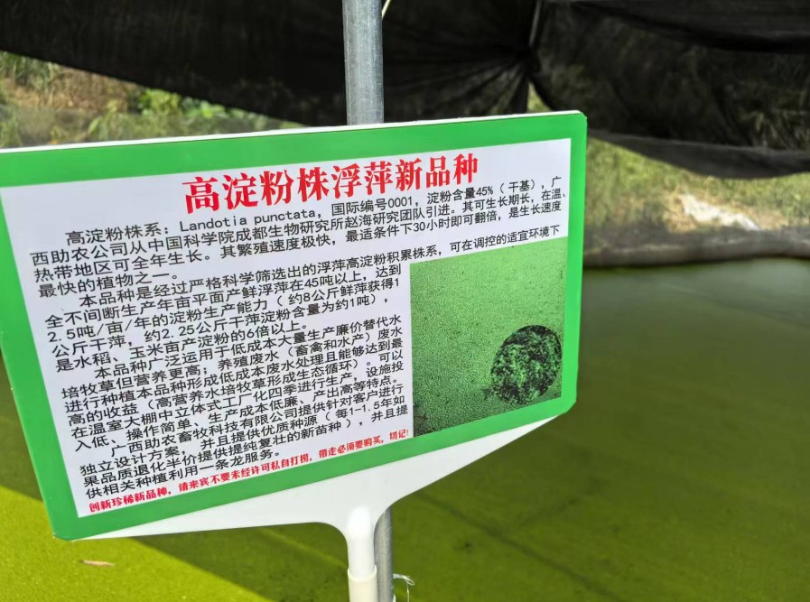 飼料型浮萍新品種：高淀粉株系（紫萍）：Landotia punctata，國際編號0001，淀粉含量最高可達45%