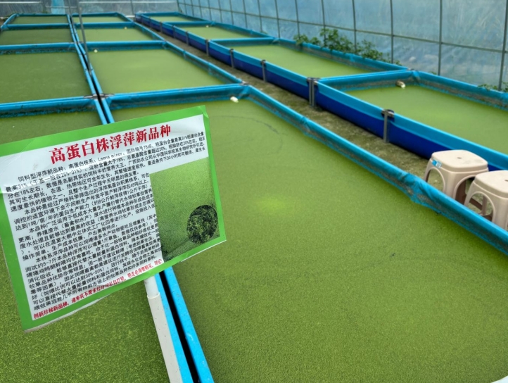 【營養大王·高效蛋白源】飼料型高蛋白浮萍——畝年產1噸天然高蛋白飼料，養殖降本增效利器！