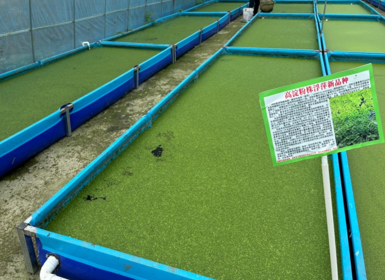【營養大王·高效淀粉源】飼料型高淀粉浮萍——畝年產6倍淀粉，養殖降本增效利器！