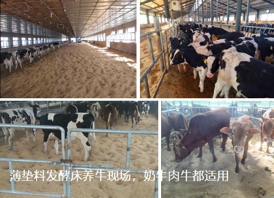 薄墊料發(fā)酵床養(yǎng)?，F(xiàn)場，奶牛肉牛都適用.jpg