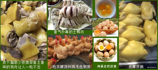 生產高品質動物產品.jpg