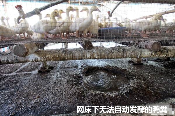 無法自動發酵的鴨糞.jpg