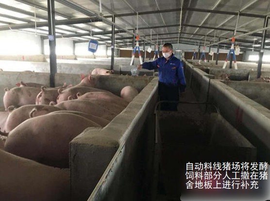 自動料線豬場將發酵飼料部分人工撒在豬舍地板是哪個補充即可，每天2次.jpg