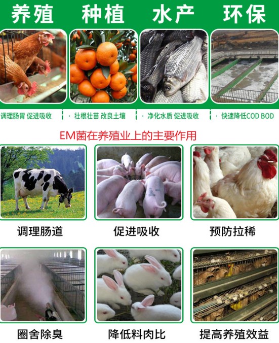 EM在養(yǎng)殖業(yè)上的作用.jpg