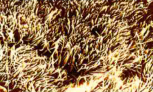 1667958295444260.png image.png