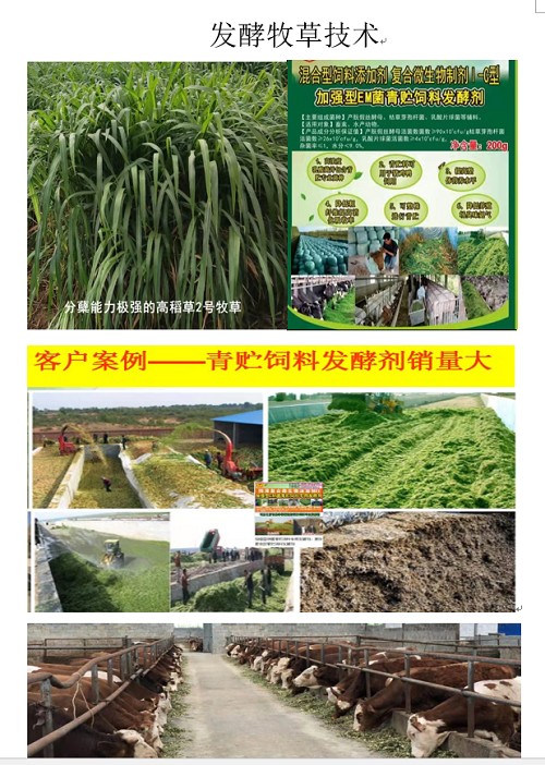 發酵草喂牛.jpg