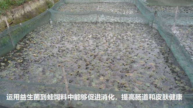 運(yùn)用益生菌到蛙飼料中能夠促進(jìn)消化，提高腸道和皮膚健康.jpg