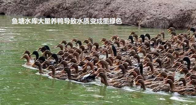 魚塘水庫大量養(yǎng)鴨導(dǎo)致水質(zhì)變成墨綠色.jpg