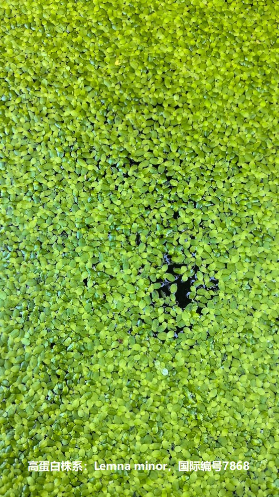 高蛋白株系：Lemna minor，國際編號7868.jpg