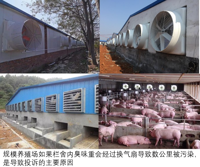 規模養殖場如果欄舍內臭味重會經過換氣扇導致數公里被污染，是導致投訴的主要原因.jpg