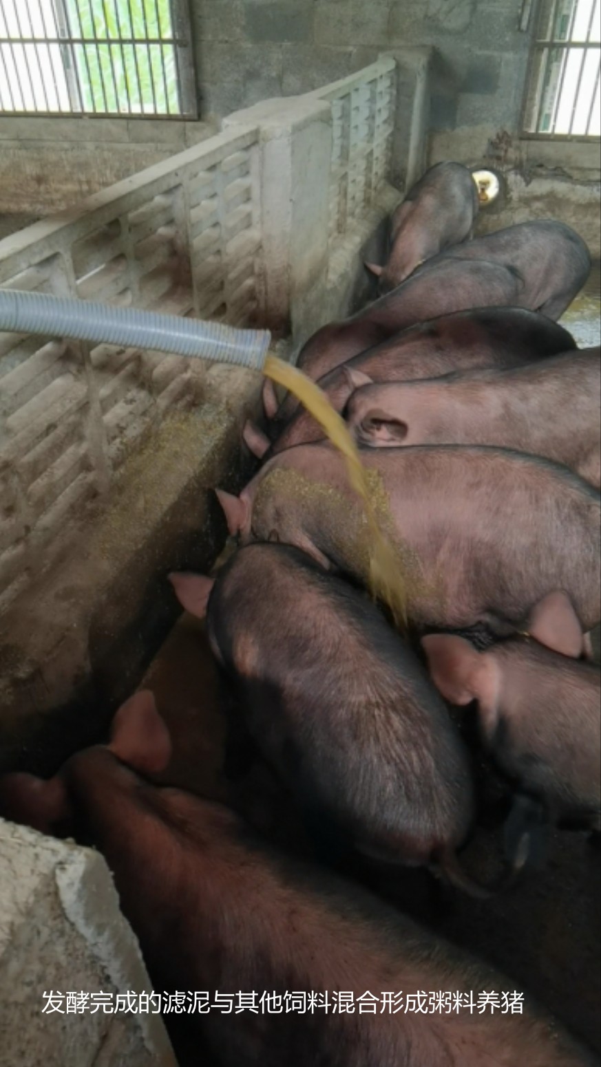 發酵完成的濾泥與其他飼料混合形成粥料養豬2.jpg