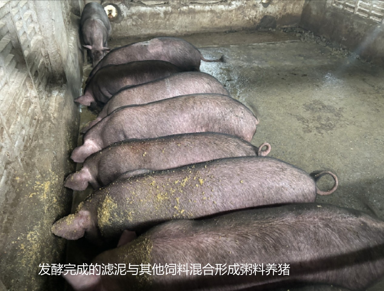 發酵完成的濾泥與其他飼料混合形成粥料養豬3.jpg