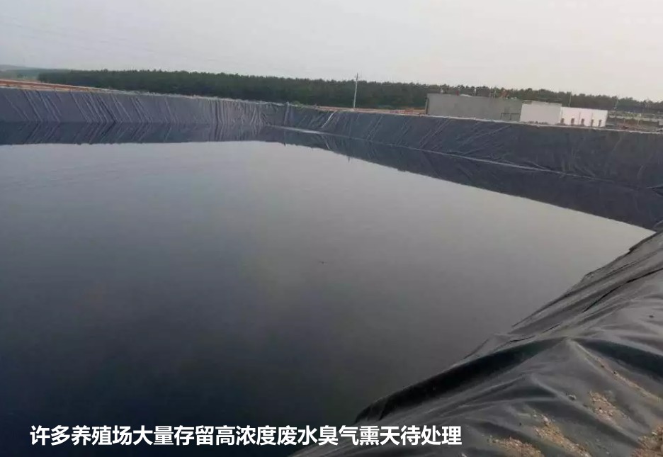 許多養殖場大量存留高濃度廢水臭氣熏天待處理.jpg