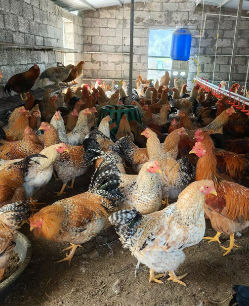 廣西家禽業(yè)協(xié)會韋鳳英會長在廣西助農(nóng)公司生態(tài)循環(huán)養(yǎng)殖基地發(fā)酵飼料生產(chǎn)區(qū)調(diào)研3.png