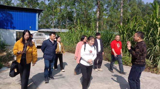 廣西家禽業協會韋鳳英會長在廣西助農公司生態循環養殖基地發酵飼料生產區調研4.jpg