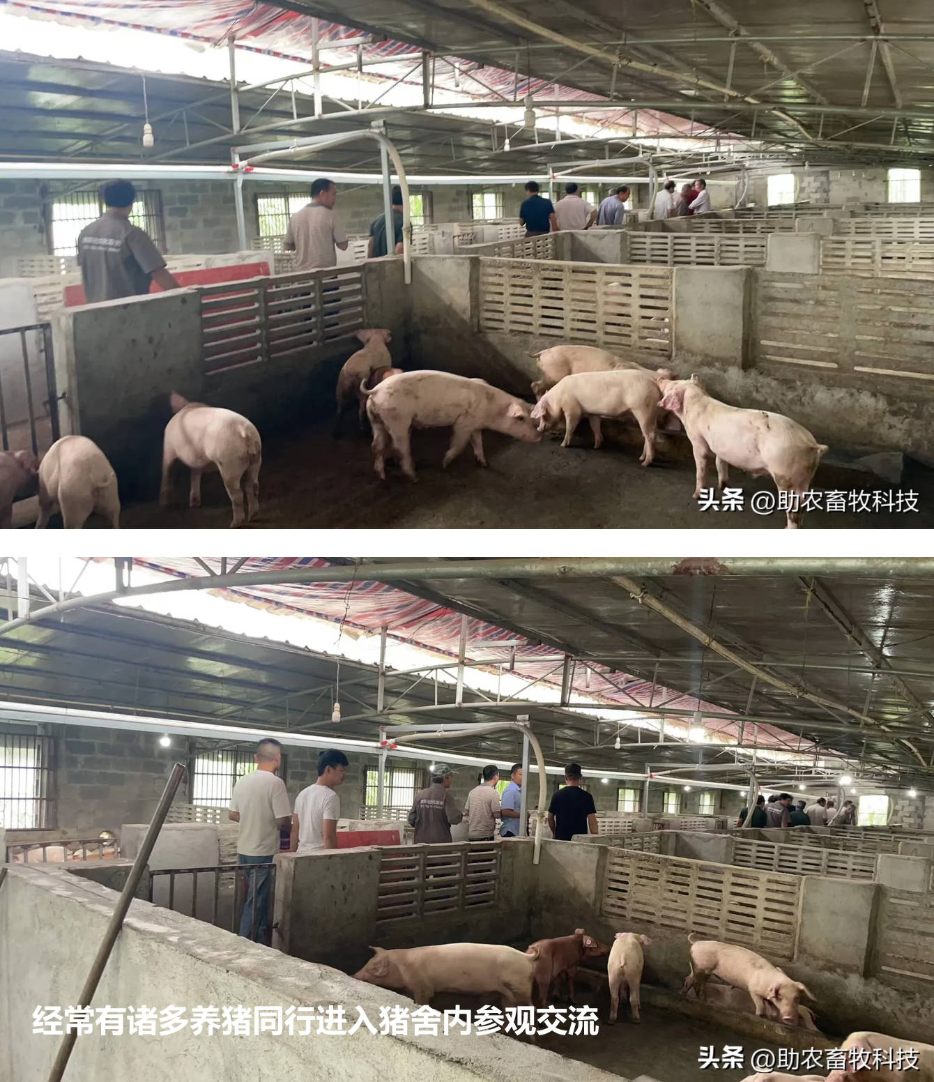 經常有諸多養豬同行進入豬舍內參觀交流.jpg