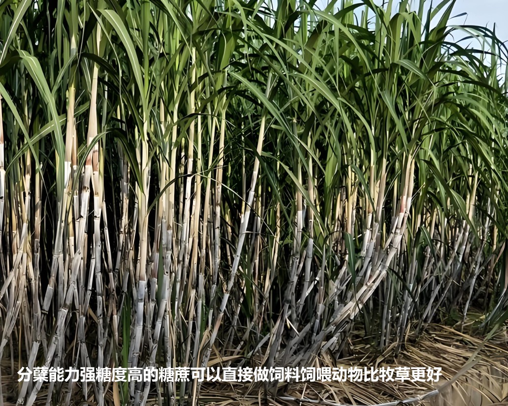 分蘗能力強糖度高的糖蔗可以直接做飼料飼喂動物比牧草更好.jpg