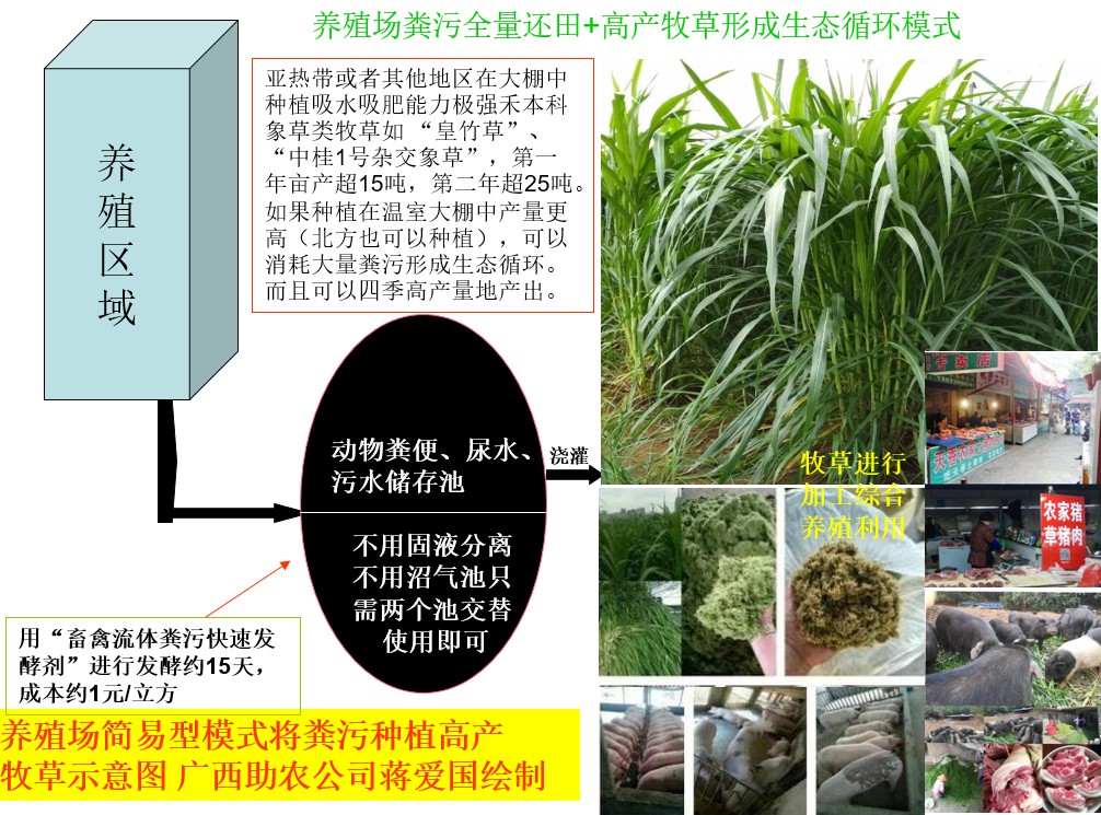 養(yǎng)殖場糞污全量還田+高產(chǎn)牧草形成生態(tài)循環(huán)模式.jpg