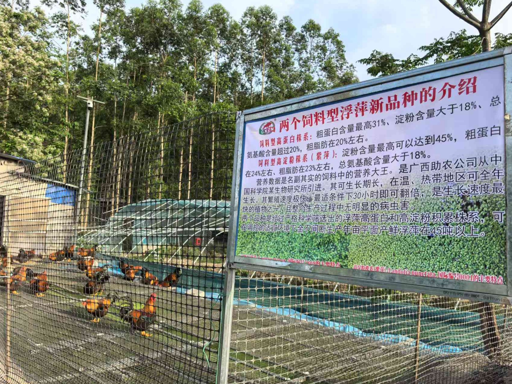 一種耦合浮萍培養、發酵床與節糧型低成本養殖禽類的生態循環方法3.jpg
