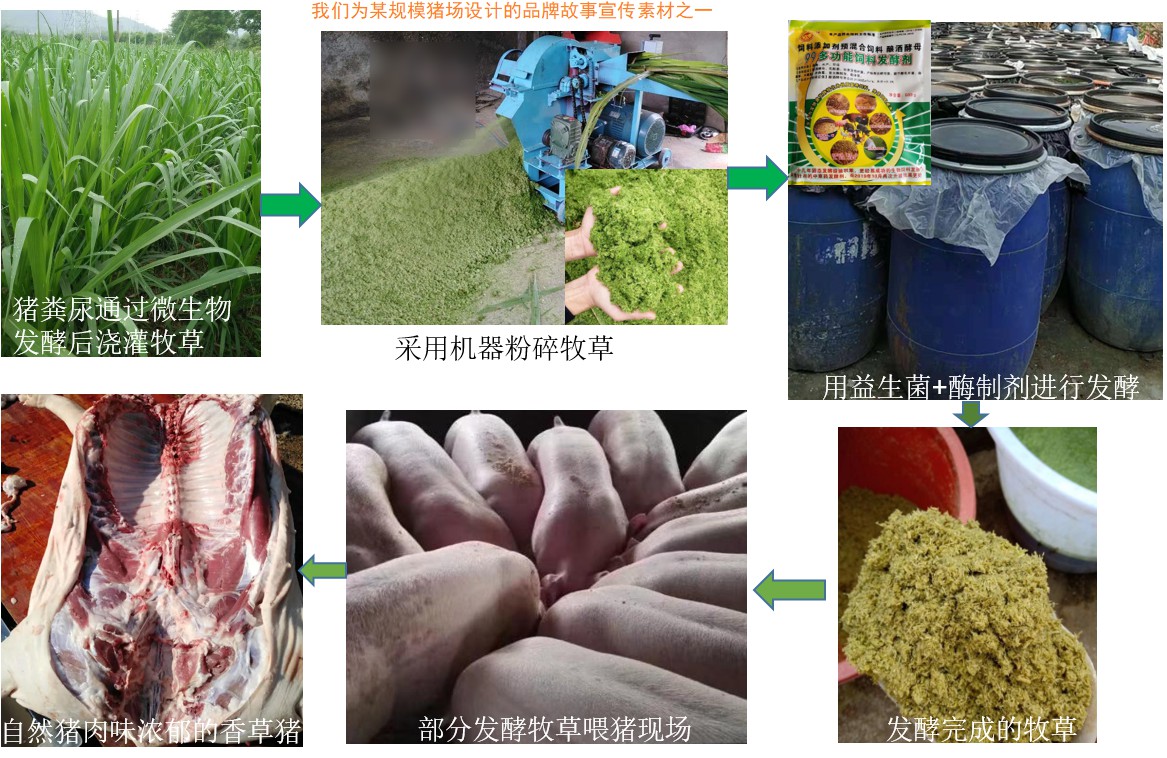 我們?yōu)槟骋?guī)模豬場設(shè)計的品牌故事宣傳素材之一.jpg
