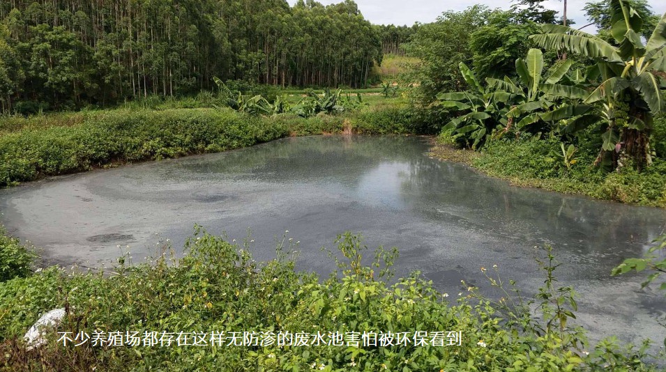 不少養(yǎng)殖場都存在這樣無防滲的廢水池害怕被環(huán)?？吹?jpg