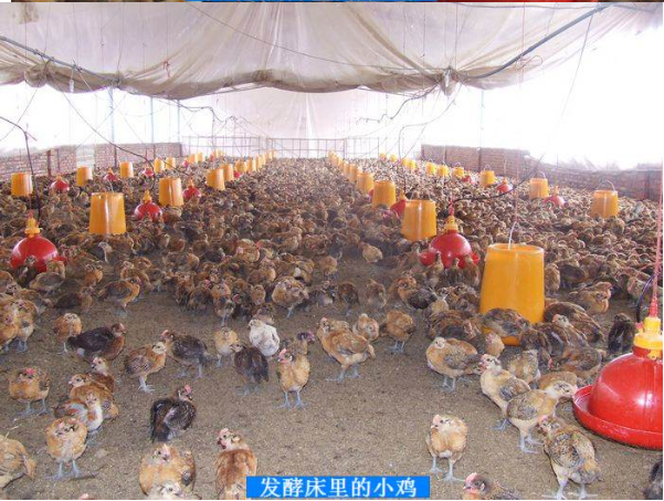 活力發酵床3.png