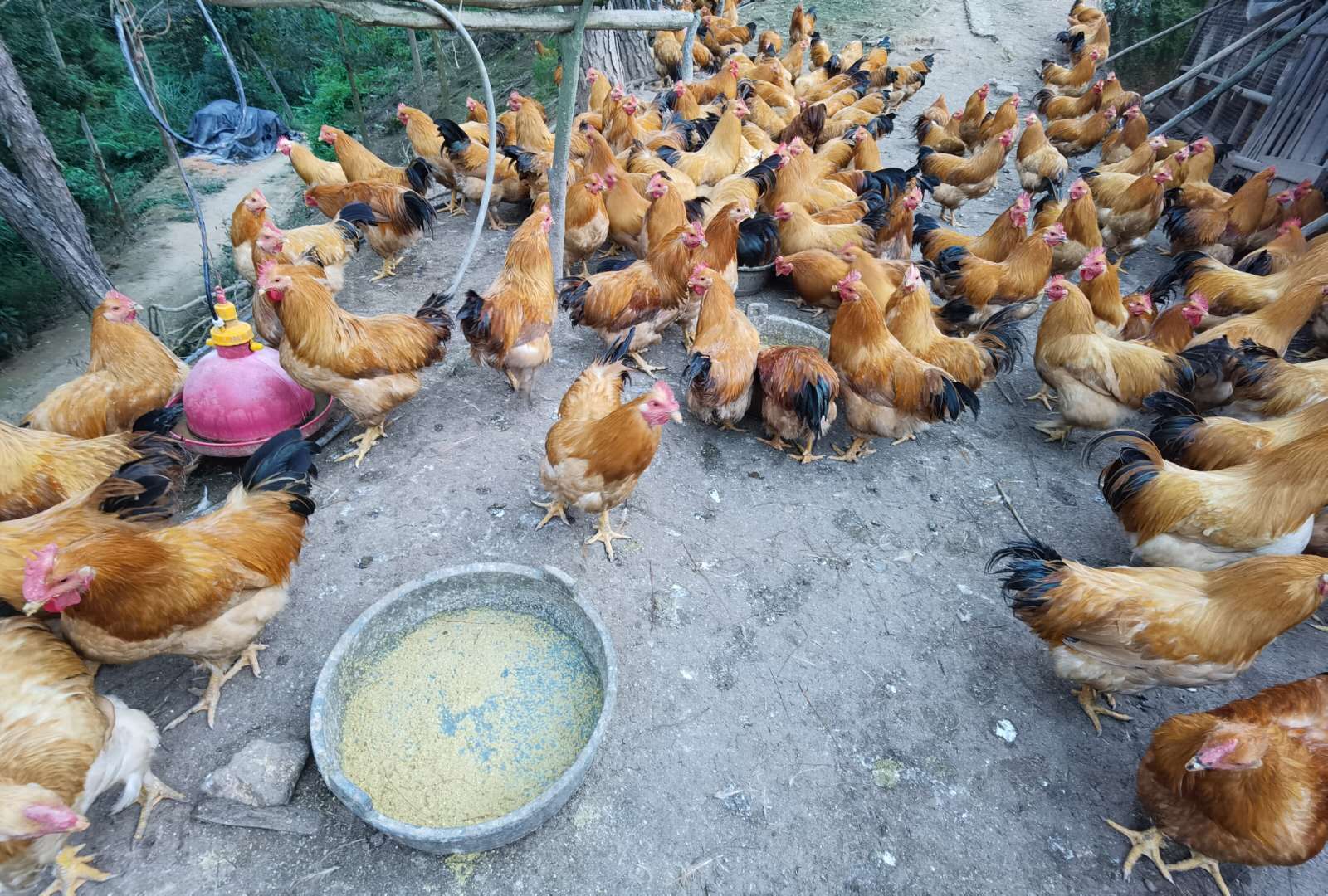 飼喂發(fā)酵飼料的雞場1.jpg