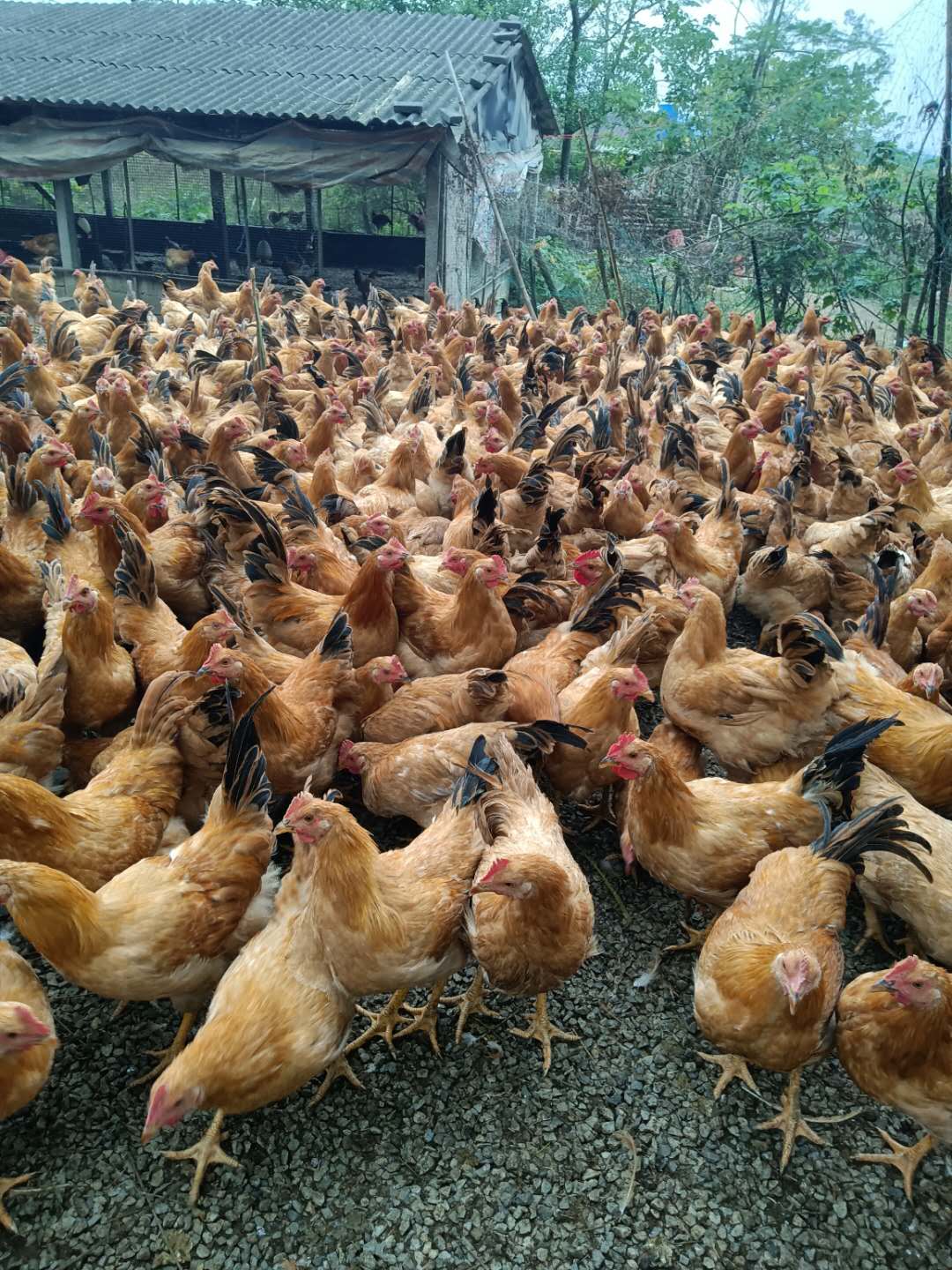 使用益生菌高密度養(yǎng)雞現(xiàn)場4.jpg