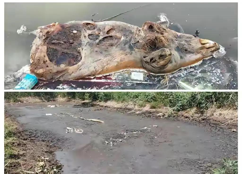 畜禽養殖污染問題嚴重.jpg
